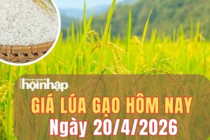 Giá lúa gạo hôm nay 20/4/2026: Giá lúa gạo duy trì đà ổn định