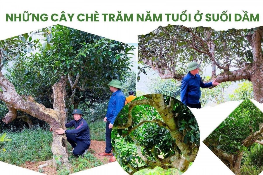 Lào Cai: Phát triển chè cổ thụ Suối Dầm gắn du lịch xanh, mở hướng hút doanh nghiệp đầu tư