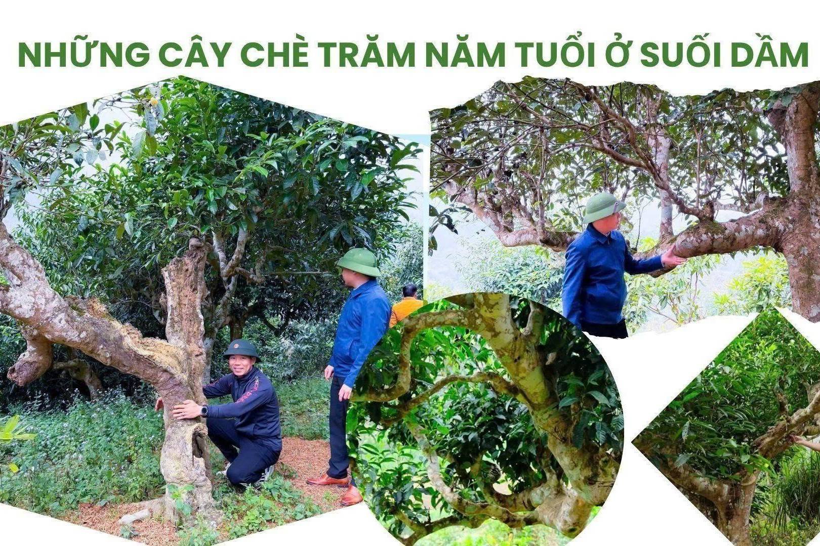 Lào Cai: Phát triển chè cổ thụ Suối Dầm gắn du lịch xanh, mở hướng hút doanh nghiệp đầu tư