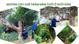 Lào Cai: Phát triển chè cổ thụ Suối Dầm gắn du lịch xanh, mở hướng hút doanh nghiệp đầu tư