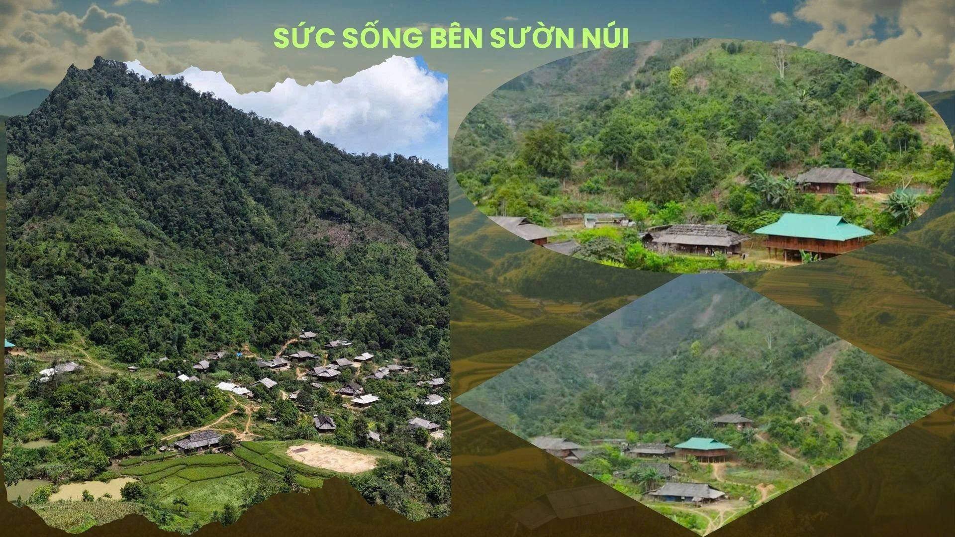 Lào Cai: Phát triển chè cổ thụ Suối Dầm gắn du lịch xanh, mở hướng hút doanh nghiệp đầu tư