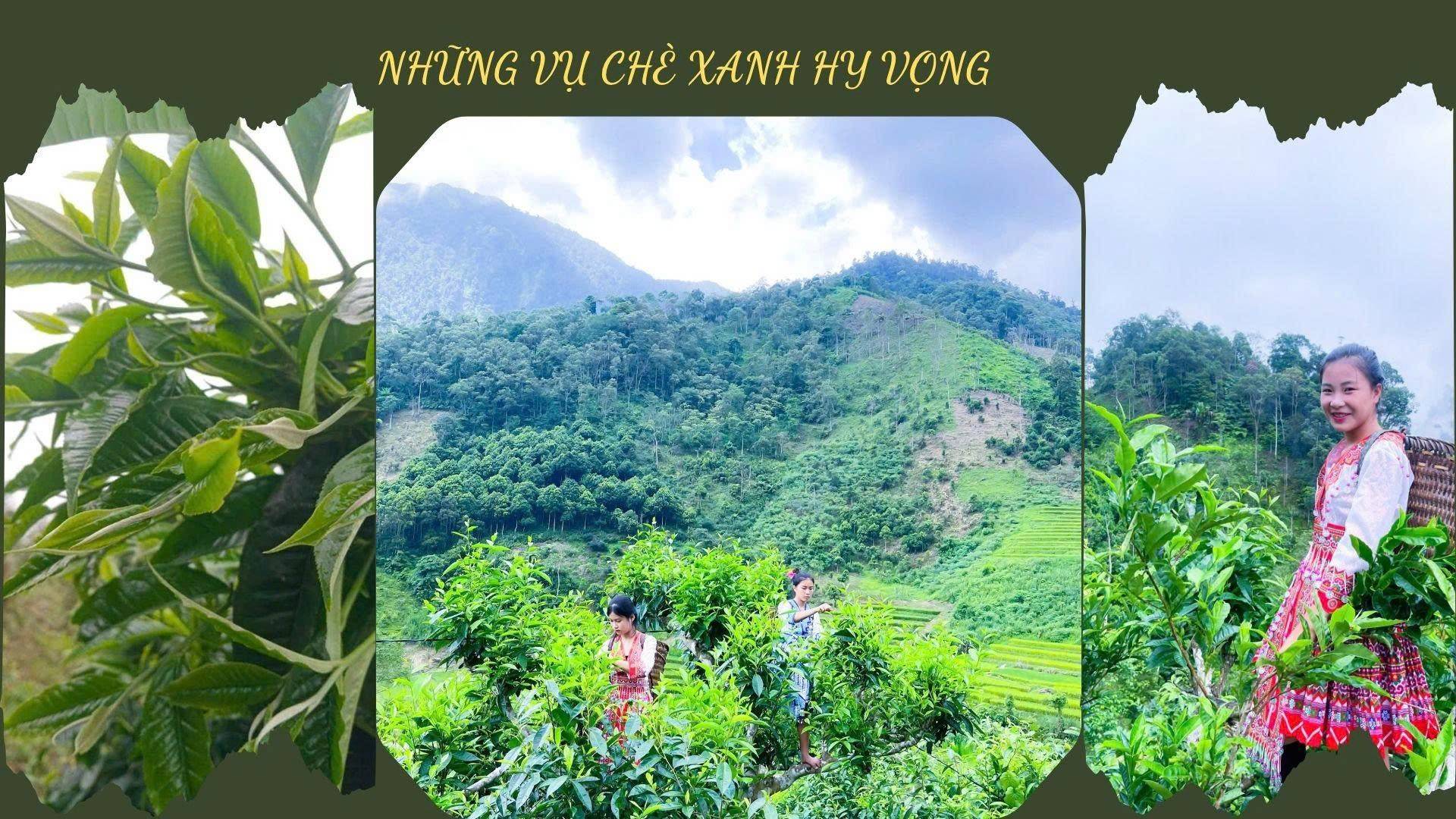 Lào Cai: Phát triển chè cổ thụ Suối Dầm gắn du lịch xanh, mở hướng hút doanh nghiệp đầu tư