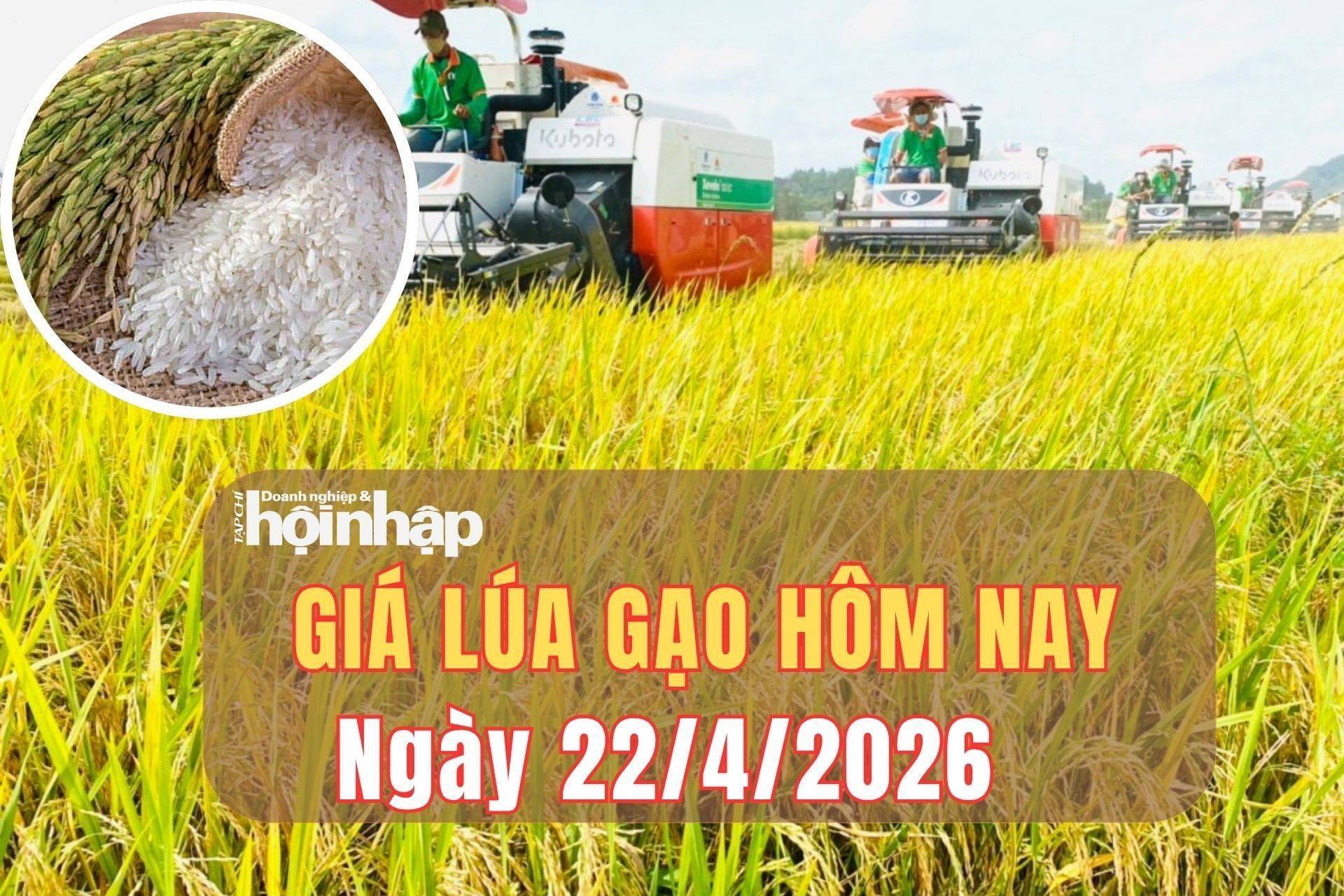 Giá lúa gạo hôm nay 22/4/2026: Giá lúa gạo đi ngang, dư cung toàn cầu gây áp lực