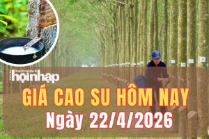 Giá cao su hôm nay 22/4/2026: Giá cao su Nhật Bản trái chiều, Thượng Hải tăng mạnh hơn 1%