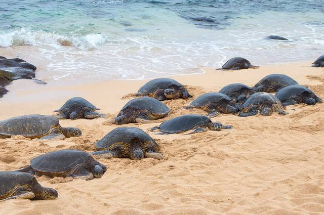 Côn Đảo được vinh danh top điểm đến trải nghiệm thả rùa biển hàng đầu thế giới