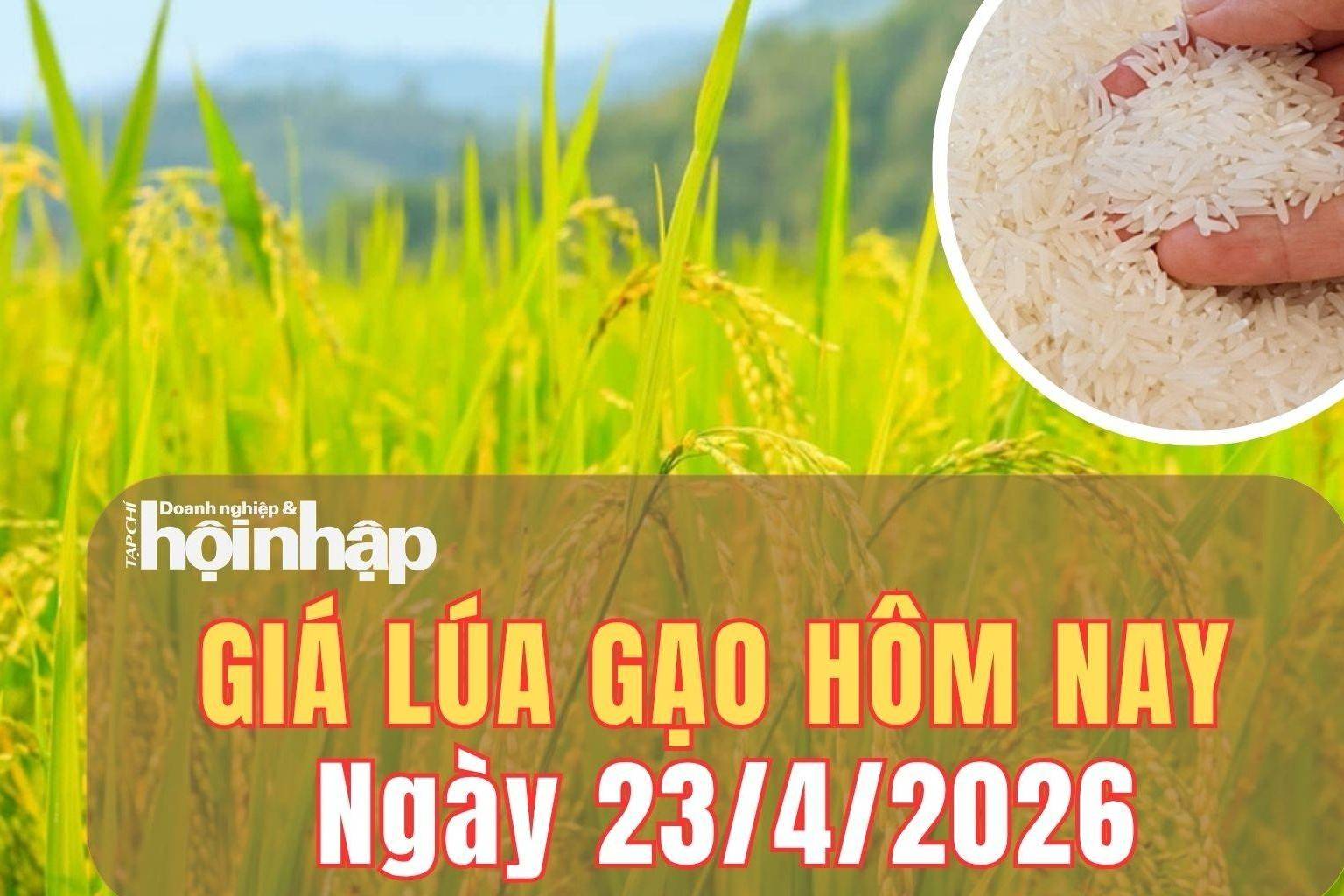 Giá lúa gạo hôm nay 23/4/2026: Giá gạo tăng nhẹ, xuất khẩu Ấn Độ lao dốc vì xung đột Tây Á