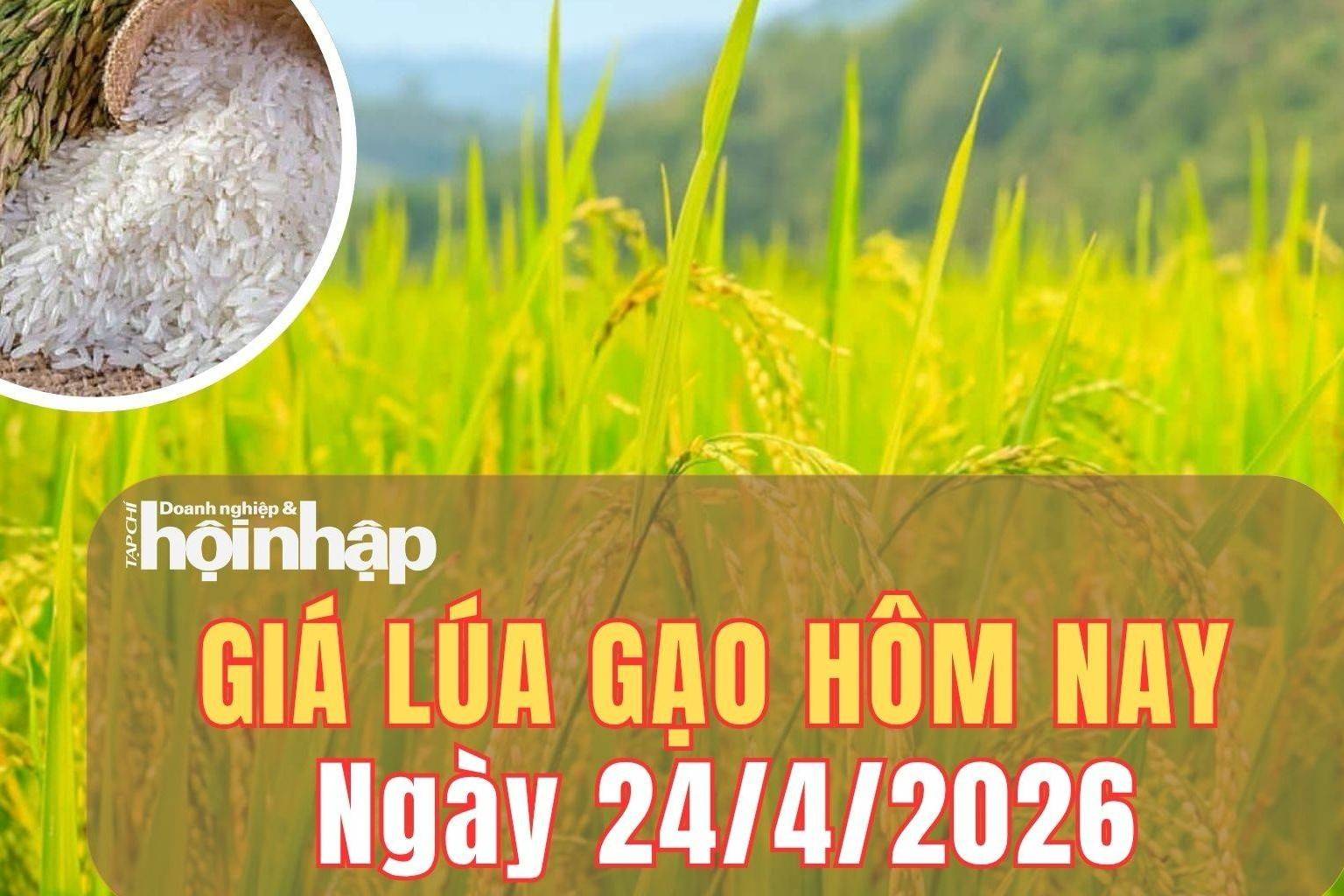 Giá lúa gạo hôm nay 24/4/2026: Giá gạo xuất khẩu bật tăng