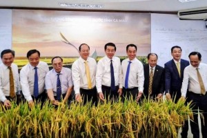 Khi câu chuyện về cây lúa được kể từ vùng đất mặn