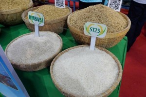 Tiềm năng lớn, giá trị thấp: Lúa gạo Cà Mau “kẹt” ở đâu?