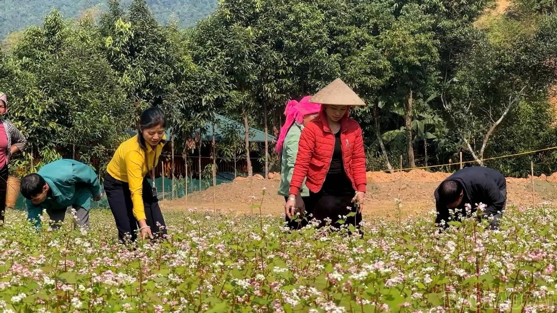 Từ ruộng hoang đến mùa hoa: Tam giác mạch mở lối phát triển ở vùng cao Lào Cai