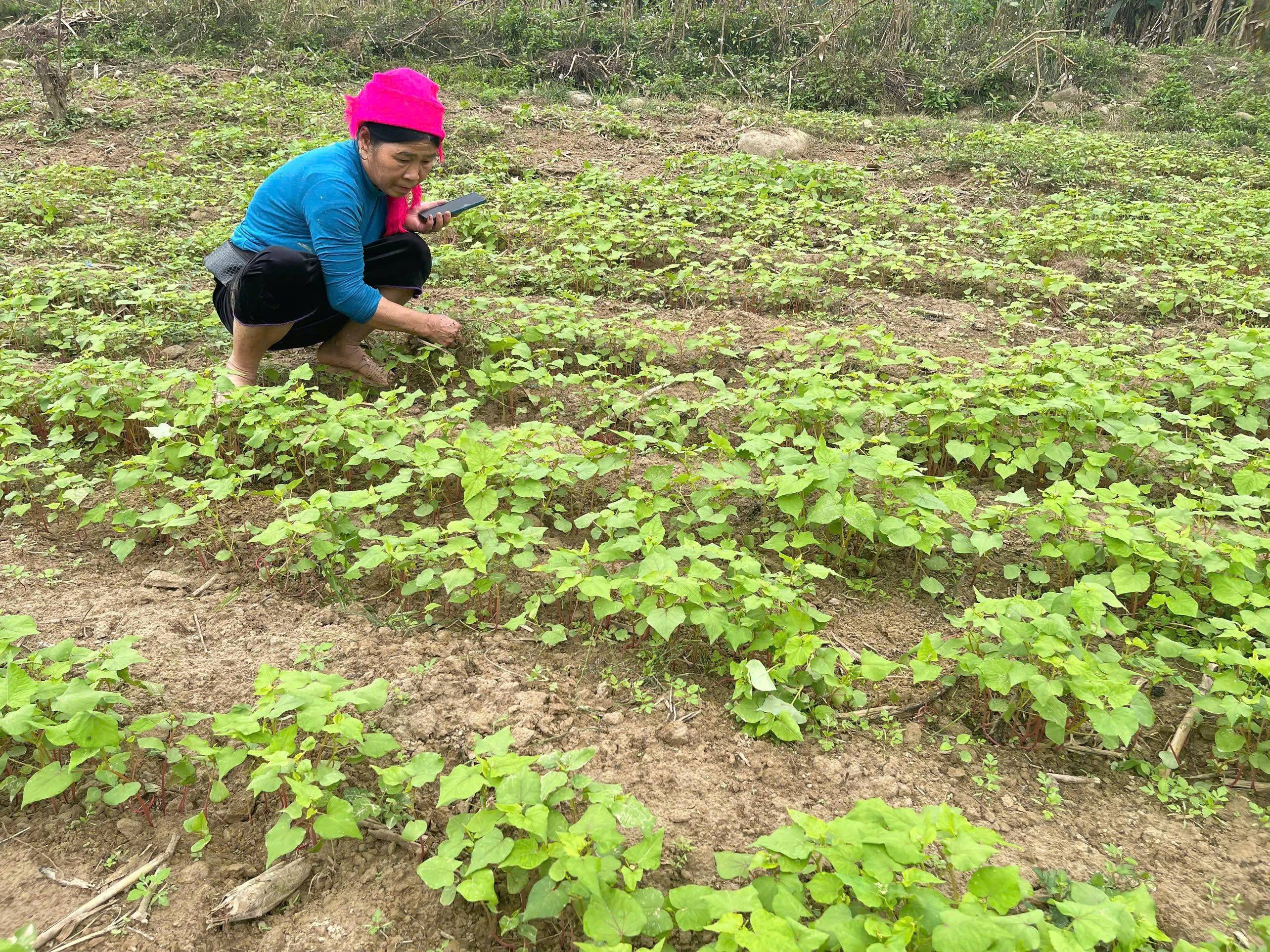 Từ ruộng hoang đến mùa hoa: Tam giác mạch mở lối phát triển ở vùng cao Lào Cai