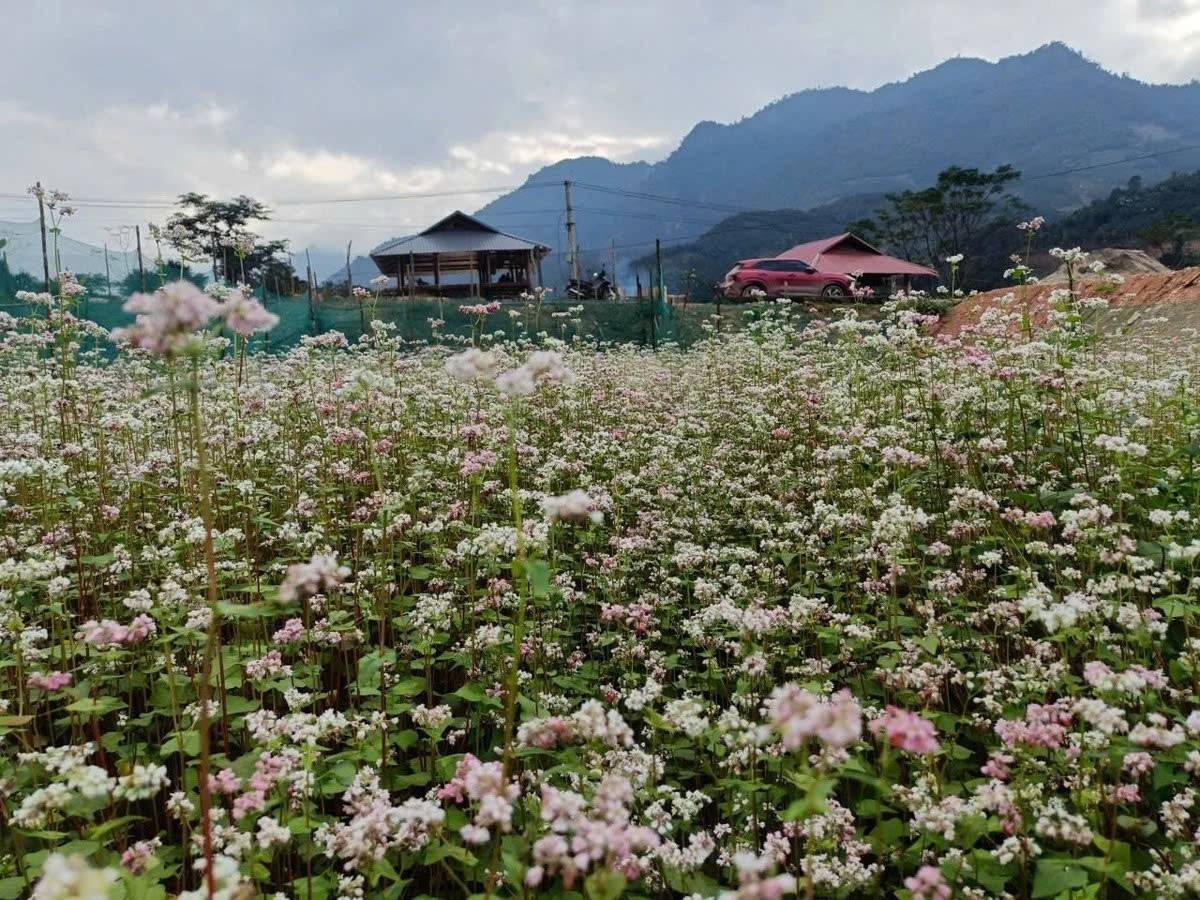 Từ ruộng hoang đến mùa hoa: Tam giác mạch mở lối phát triển ở vùng cao Lào Cai