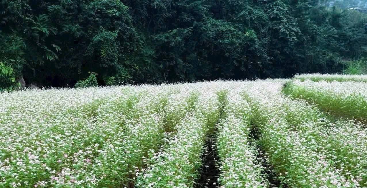 Từ ruộng hoang đến mùa hoa: Tam giác mạch mở lối phát triển ở vùng cao Lào Cai