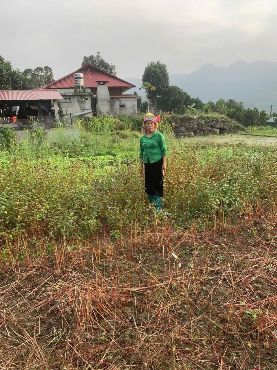 Từ ruộng hoang đến mùa hoa: Tam giác mạch mở lối phát triển ở vùng cao Lào Cai