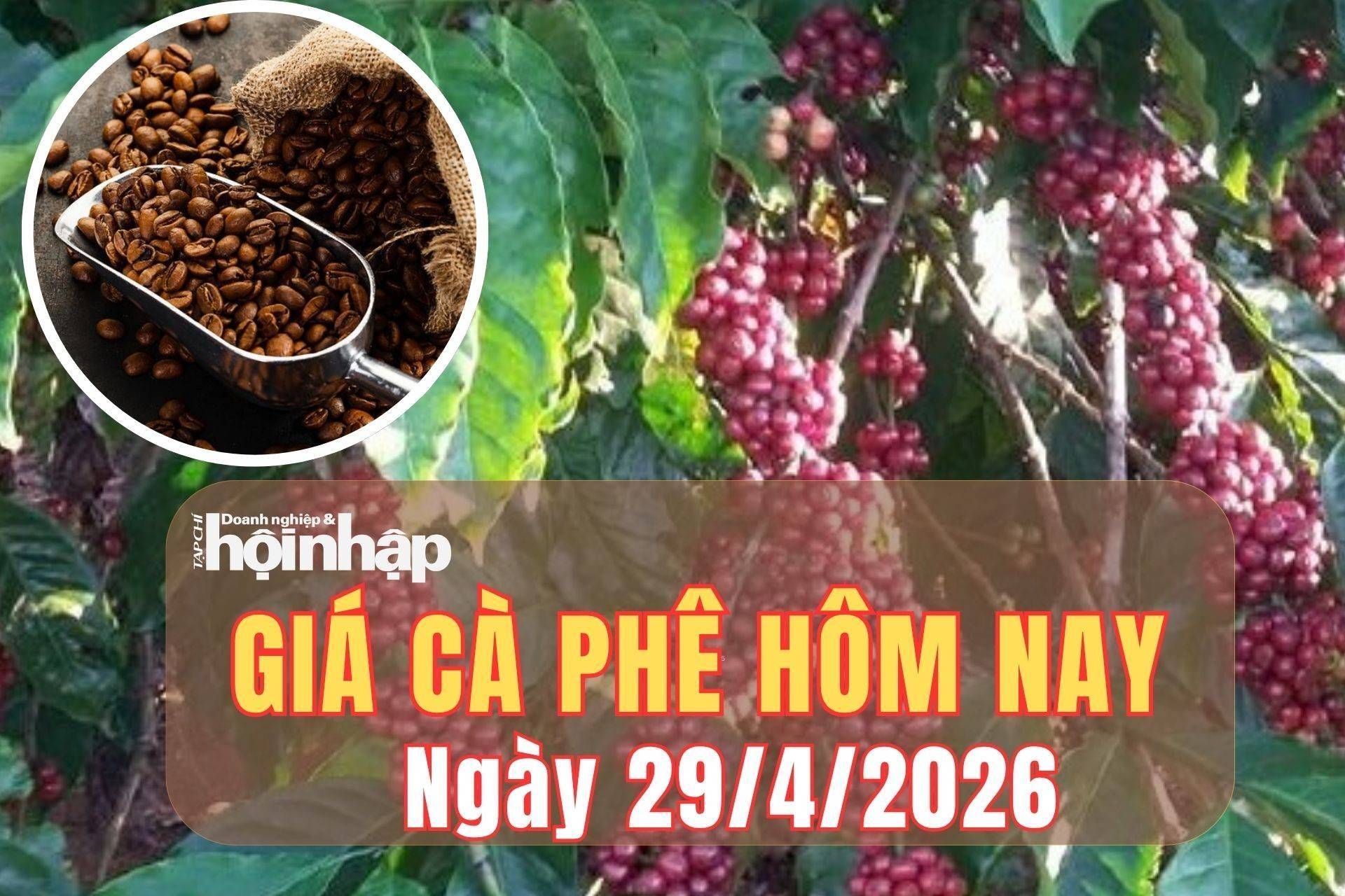 Giá cà phê hôm nay 29/4/2026: Giá cà phê Việt lao dốc, giá thế giới bật tăng giữa lo ngại dư cung