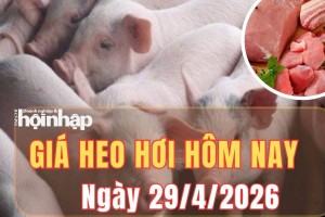Giá heo hơi hôm nay 29/4/2026: Giá heo hơi đi ngang tại tất cả tỉnh, thành