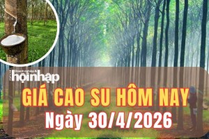 Giá cao su hôm nay 30/4/2026: Giá cao su trái chiều giữa sàn Tokyo và Thượng Hải
