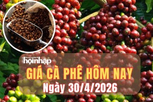 Giá cà phê hôm nay 30/4/2026: Giá cà phê Tây Nguyên bật tăng sốc, thế giới hạ nhiệt