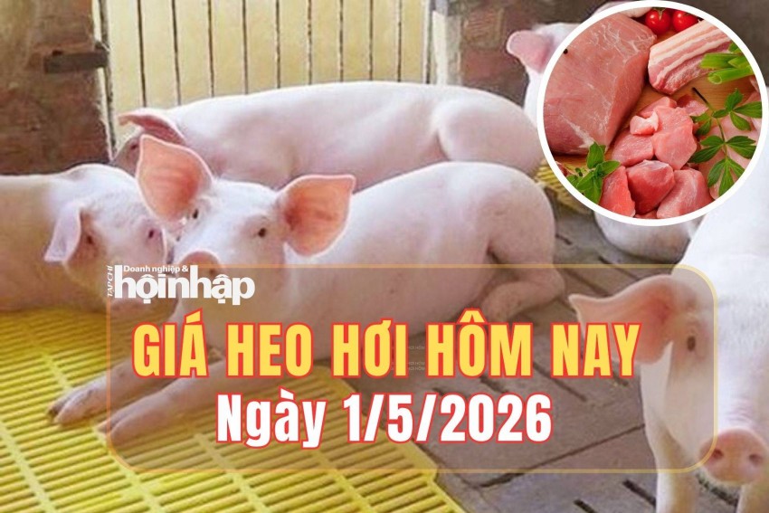 Giá heo hơi hôm nay 1/5/2026: Giá heo hơi duy trì ổn định