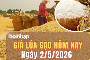 Giá lúa gạo hôm nay 2/5/2026: Giá lúa gạo duy tri ổn định, thị trường thế giới giằng co trái chiều