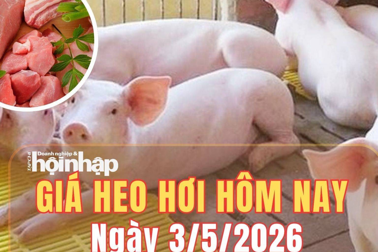 Giá heo hơi hôm nay 3/5/2026: Giá heo hơi “đóng băng” trên cả nước
