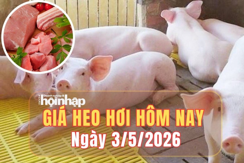 giá heo hơi