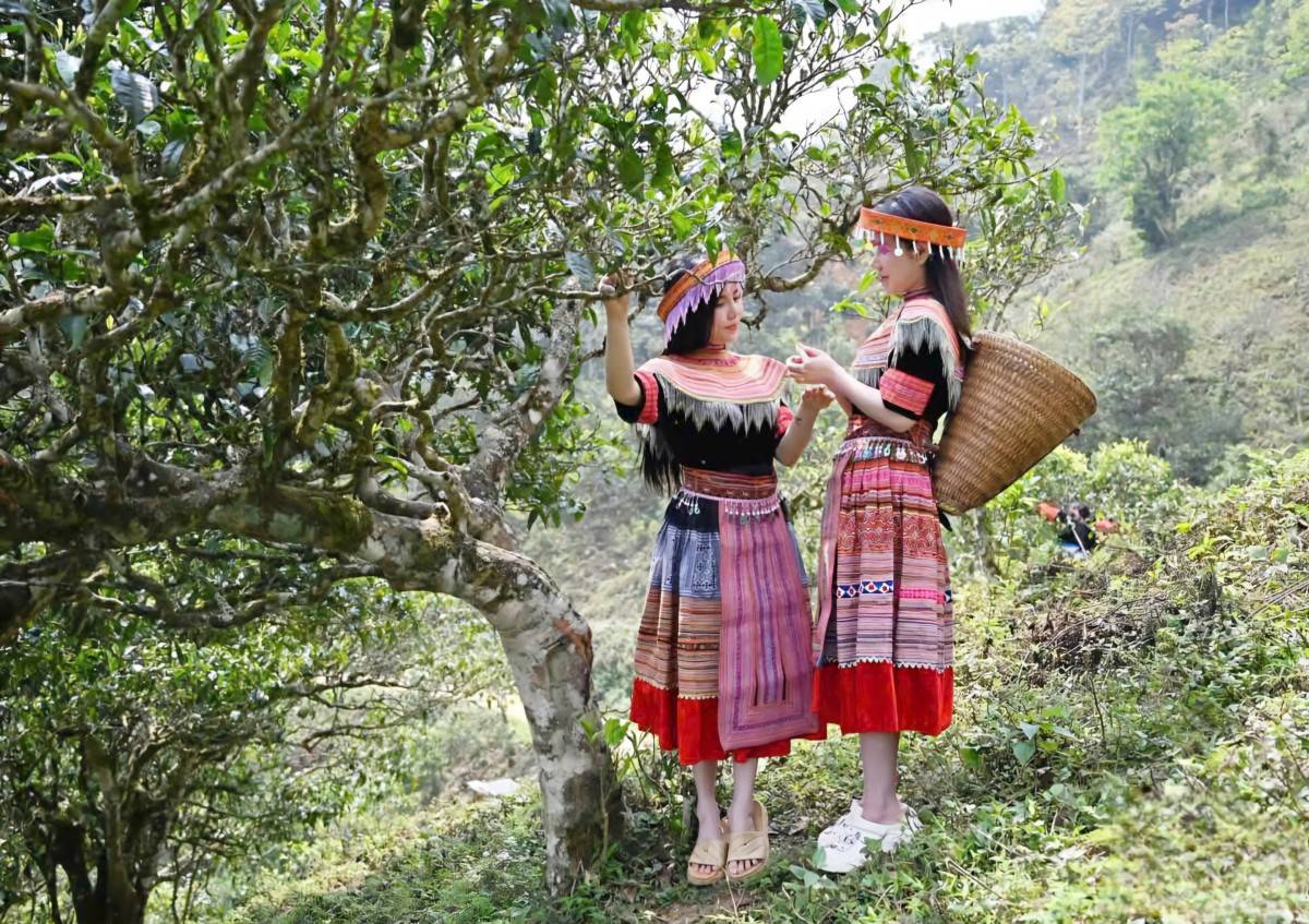 Sơn La: Tà Xùa hút hơn 5.200 lượt khách dịp lễ, homestay kín phòng
