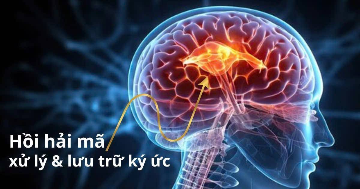 Càng lớn tuổi càng hay quên – các chuyên gia giải thích điều này thế nào?