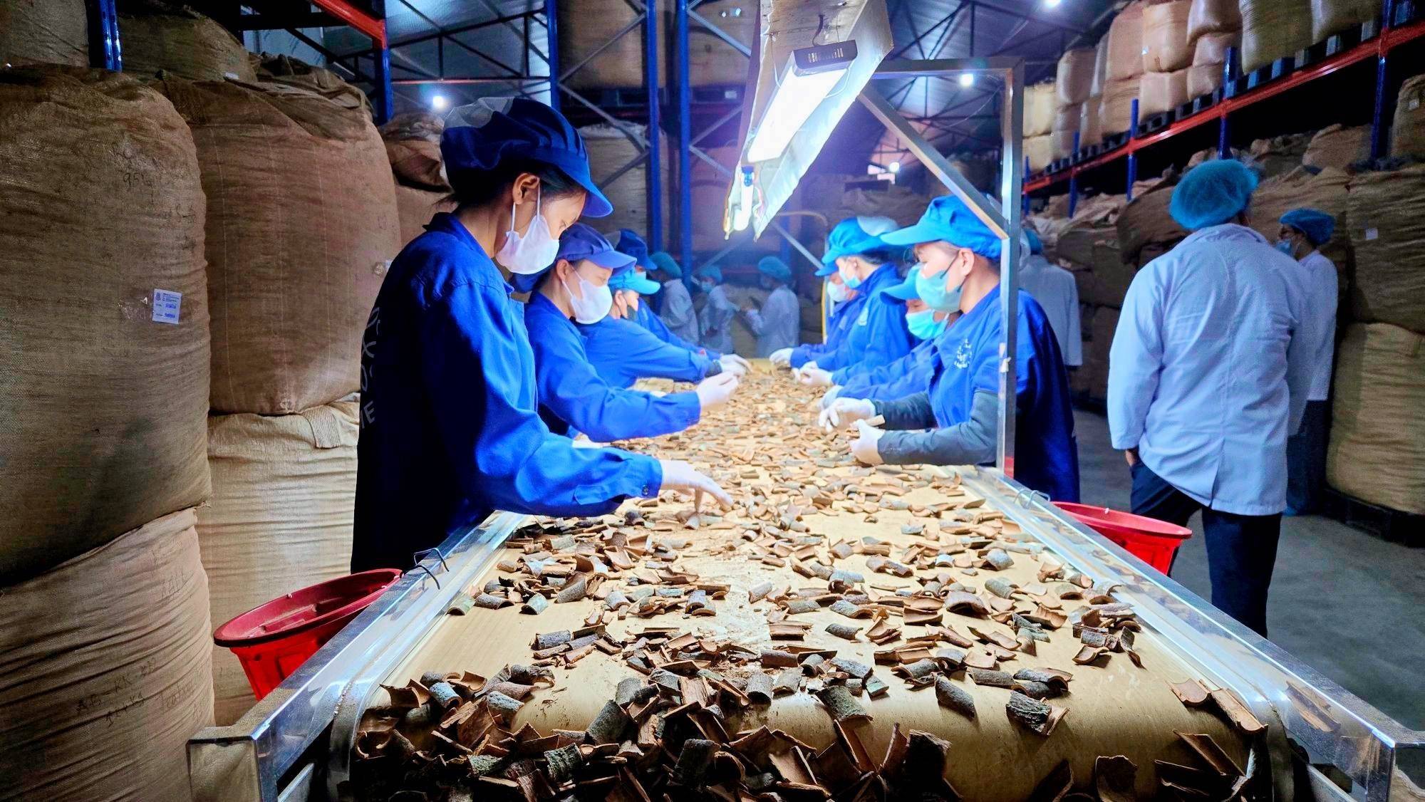 Hoạt động sản xuất kinh doanh tại Công ty Cổ phần Sản xuất và Xuất khẩu Quế Hồi Việt Nam