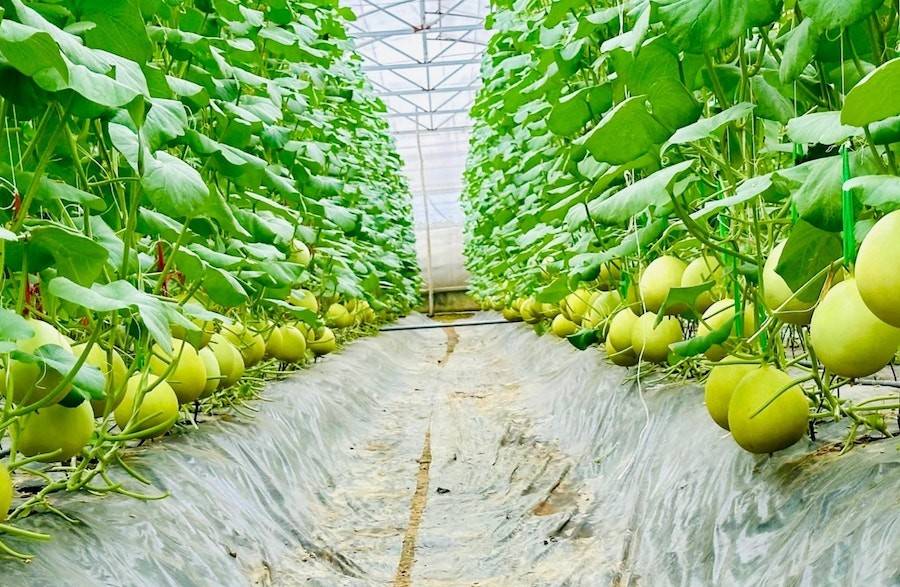 Mô hình trông dưa lưới sạch, áp dụng công nghệ cao tại xã Đô Lương, tỉnh Nghệ An