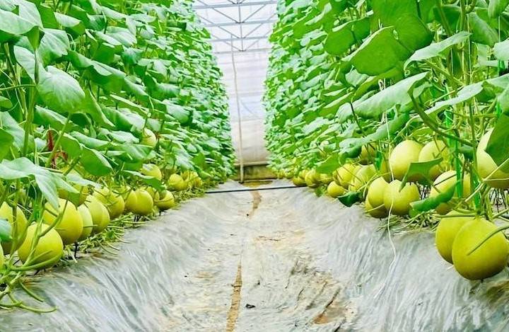 Nghệ An triển khai Đề án tuyên truyền, vận động nông dân sản xuất, kinh doanh nông sản, thực phẩm an toàn