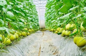 Nghệ An triển khai Đề án tuyên truyền, vận động nông dân sản xuất, kinh doanh nông sản, thực phẩm an toàn
