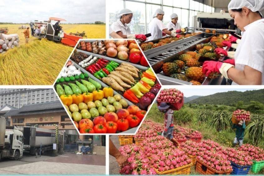 Tín dụng ưu đãi chảy vào nông sản: Cơ hội cho doanh nghiệp vượt qua tiêu chuẩn kỹ thuật quốc tế