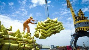 Tái cấu trúc ngành lúa gạo: Cơ hội nâng tầm giá trị trong biến động thị trường