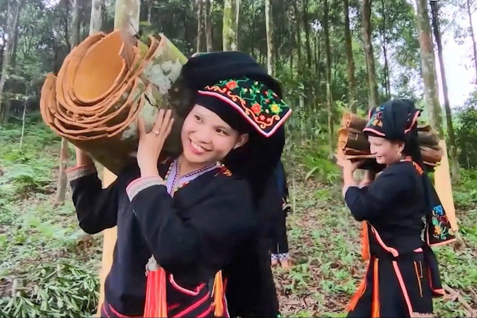 Tân Hợp - Lào Cai: Nâng tầm giá trị quế, khẳng định thương hiệu từ vùng nguyên liệu đến thị trường