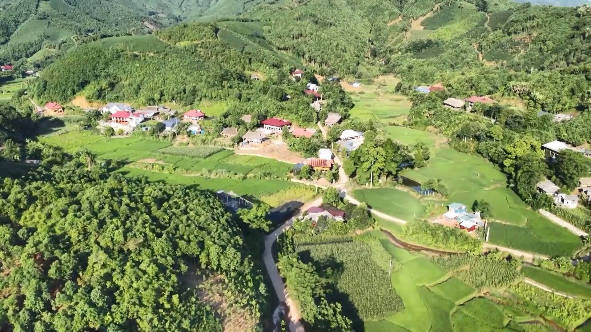 Tân Hợp - Lào Cai: Nâng tầm giá trị quế, khẳng định thương hiệu từ vùng nguyên liệu đến thị trường