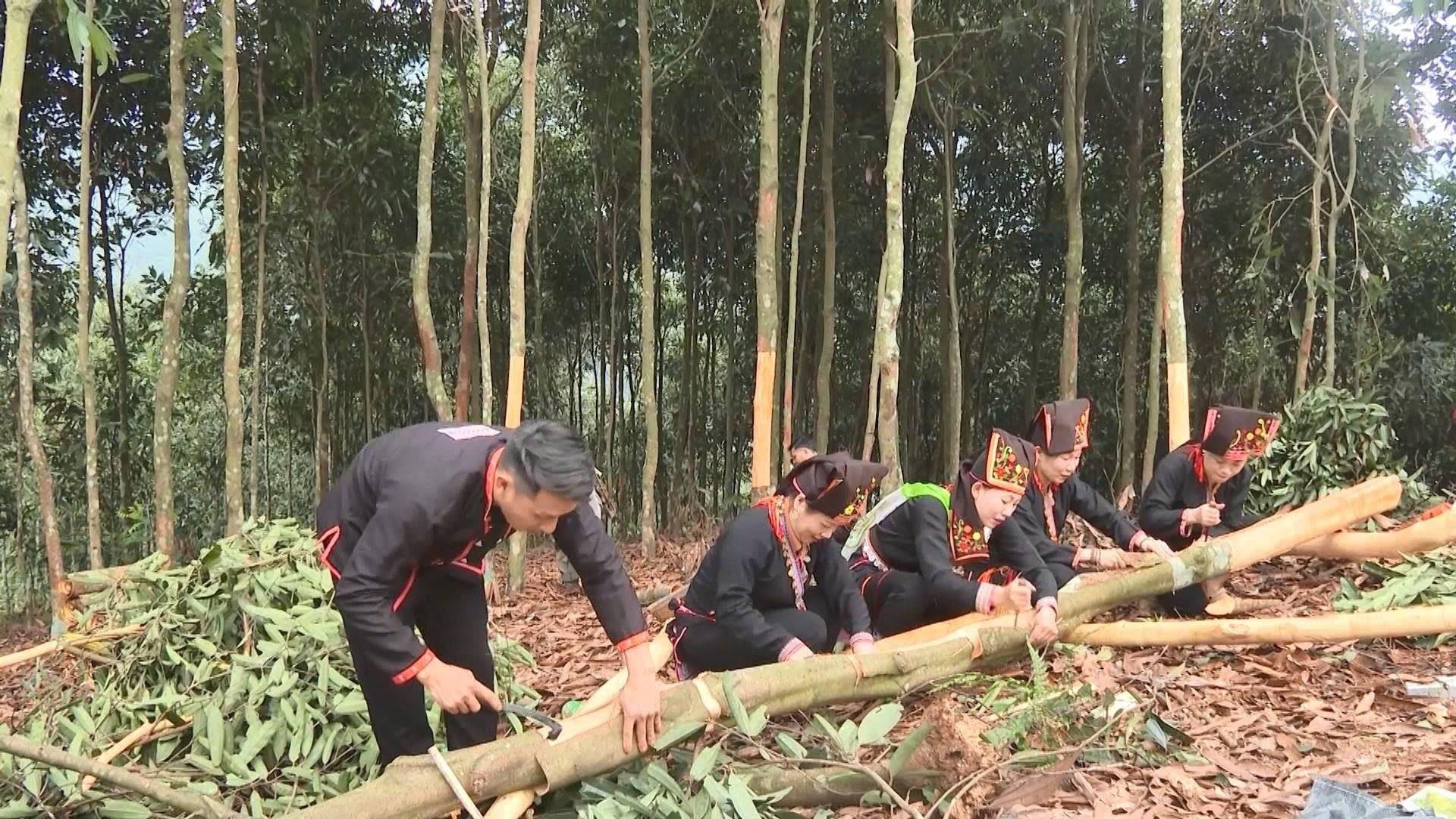 Tân Hợp - Lào Cai: Nâng tầm giá trị quế, khẳng định thương hiệu từ vùng nguyên liệu đến thị trường