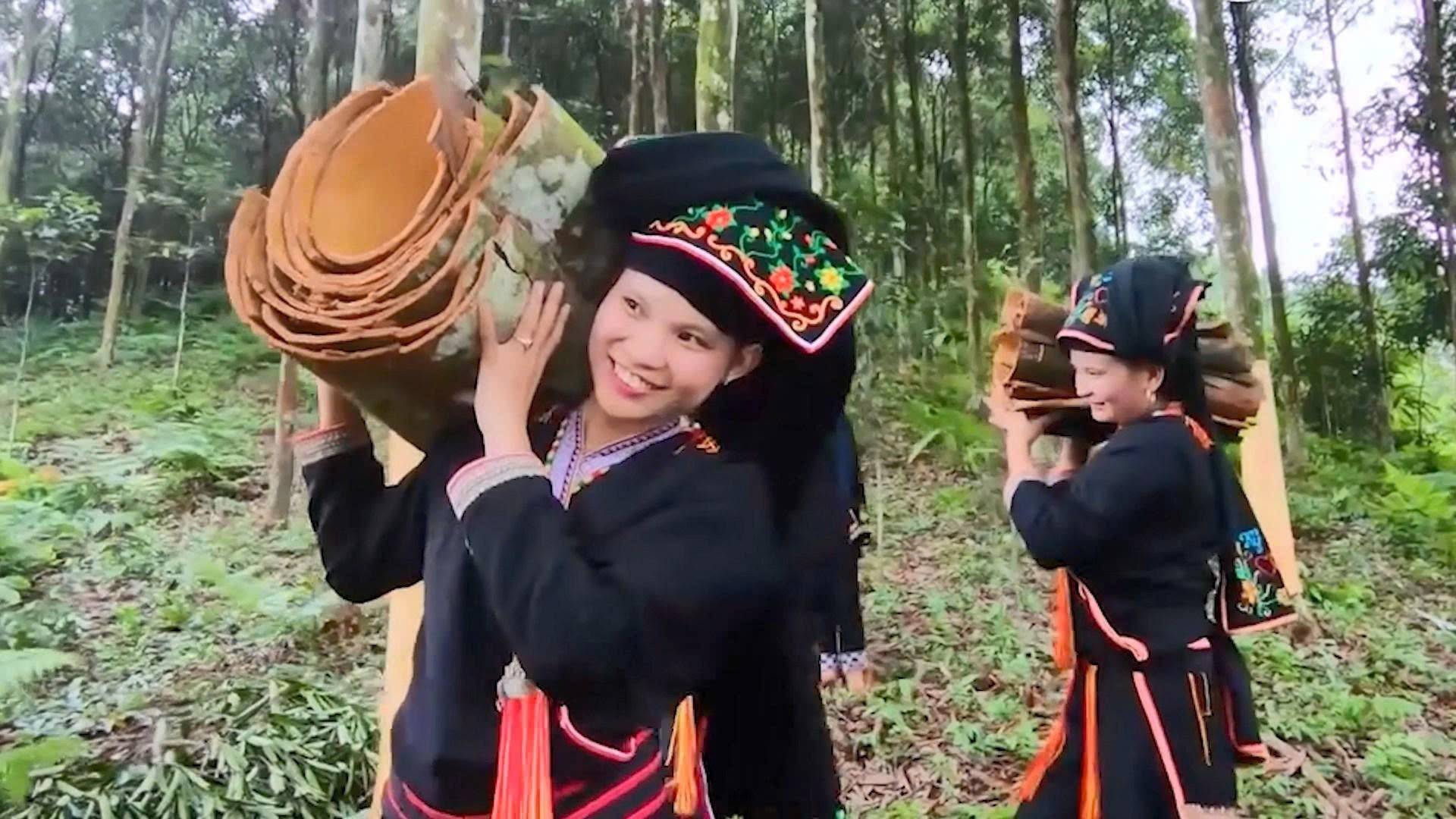 Tân Hợp - Lào Cai: Nâng tầm giá trị quế, khẳng định thương hiệu từ vùng nguyên liệu đến thị trường