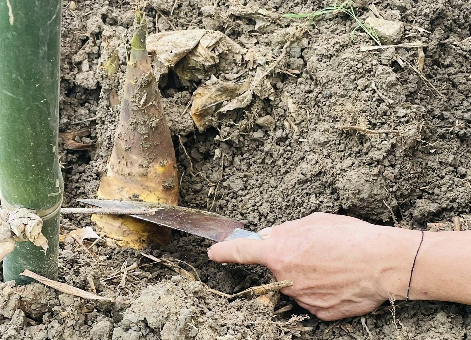Măng tre Lục Trúc bén rễ Đông Cuông Lào Cai, mở hướng phát triển kinh tế mới