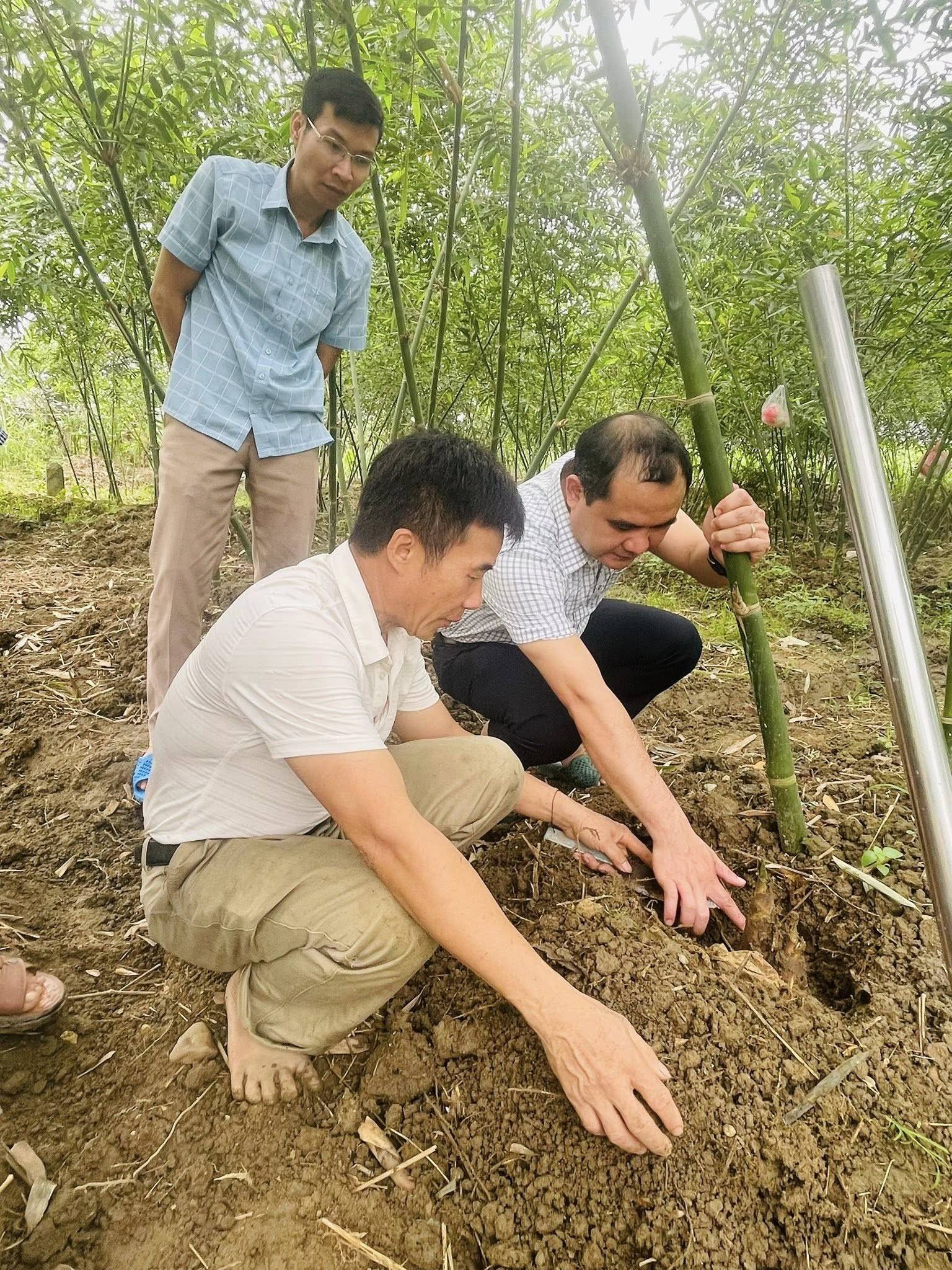 Măng tre Lục Trúc bén rễ Đông Cuông Lào Cai, mở hướng phát triển kinh tế mới