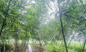 Măng tre Lục Trúc bén rễ Đông Cuông Lào Cai, mở hướng phát triển kinh tế mới