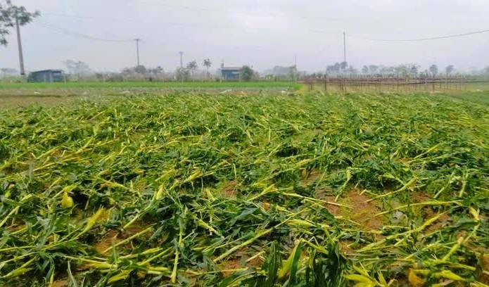 Thanh Hóa cấp thêm hơn 6,3 tỷ đồng hỗ trợ nông dân khôi phục sản xuất