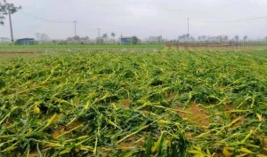 Thanh Hóa cấp thêm hơn 6,3 tỷ đồng hỗ trợ nông dân khôi phục sản xuất