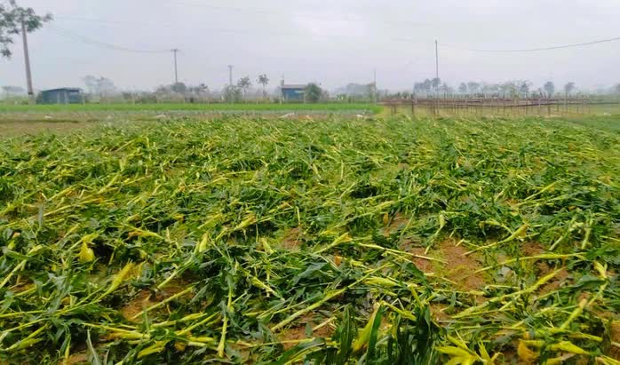 Thanh Hóa cấp thêm hơn 6,3 tỷ đồng hỗ trợ nông dân khôi phục sản xuất