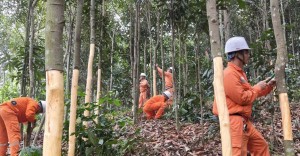 Điện lực Văn Yên (Lào Cai) tăng tốc giải phóng hành lang, bảo đảm an toàn lưới điện