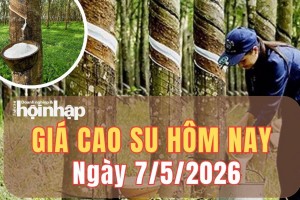 Giá cao su hôm nay 7/5/2026: Giá cao su trên sàn SHFE tăng, cung toàn cầu gây áp lực