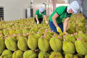 Sầu riêng rớt giá mạnh, doanh nghiệp chờ gỡ khó kiểm nghiệm Cadimi