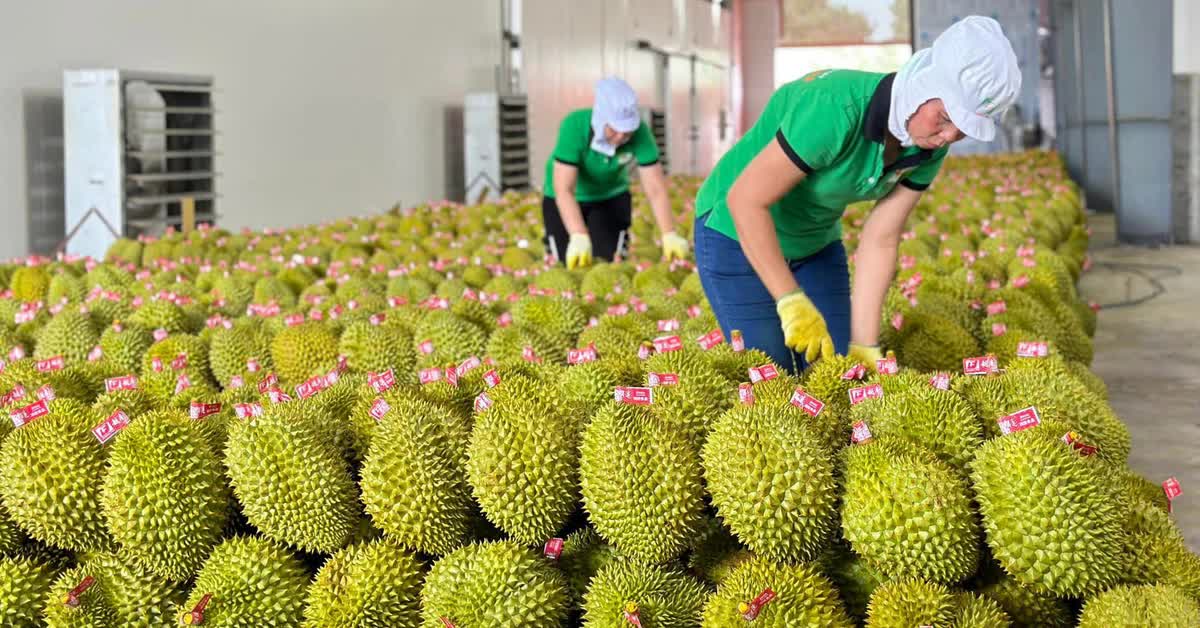 Sầu riêng rớt giá mạnh, doanh nghiệp chờ gỡ khó kiểm nghiệm Cadimi