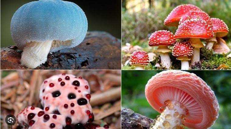 Bộ Y tế yêu cầu xử lý khẩn vụ ngộ độc nấm rừng tại Sơn La khiến 1 người tử vong