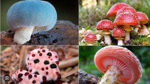 Bộ Y tế yêu cầu xử lý khẩn vụ ngộ độc nấm rừng tại Sơn La khiến 1 người tử vong